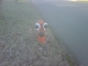 IMG00104-20110102-1435.jpg