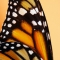 Vast wings