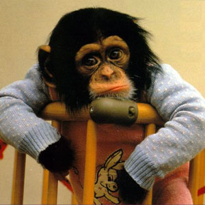 monkey_tired.jpg monkey_tired.jpg