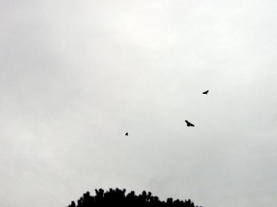 Is it a parrot?! Is it a parrot?!