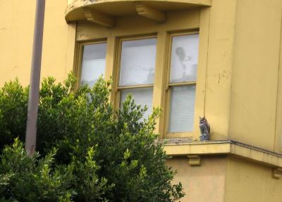 Is it a parrot?! Is it a parrot?!