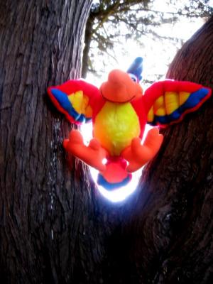 a parrot! a parrot!