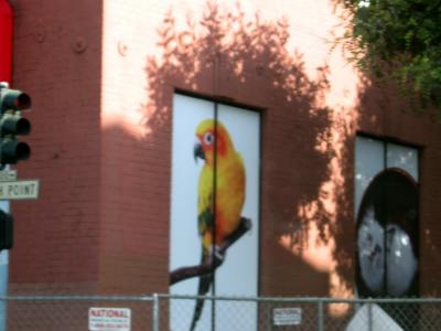 a parrot?! a parrot?!