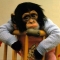 monkey_tired.jpg