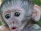 monkeyDL.jpeg monkeyDL.jpeg
