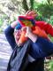 when parrots attack 2