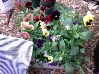 Before potting, all of them sitting in one flat