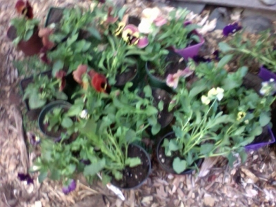 After potting: they now have room to grow!