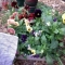 Potted Plant Distribution by Developer Pixie Potted Plant Distribution by Developer Pixie