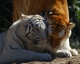 These are tigers in love