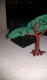 A man, A cage, A tree