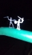 How often do you get to see two guys fighting on top of a bar?