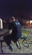Ty placing things