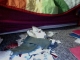 My past in peices