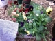 Before potting, all of them sitting in one flat