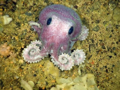 Figure 3. A recently discovered octopus.