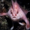 Figure 4. This fish is on its way to work. 