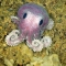 Figure 3. A recently discovered octopus.