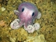 Figure 3. A recently discovered octopus.