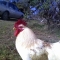 main_cocky108062.jpg