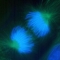 mitosis.jpg