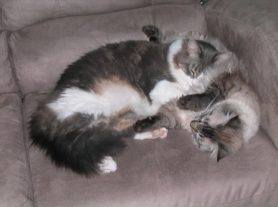 mini-kitty 015.jpg