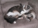 mini-kitty 015.jpg