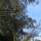 The kite tied to a tree branch, honest.