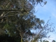 The kite tied to a tree branch, honest.