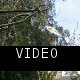 The kite at its new home, tied to a tree