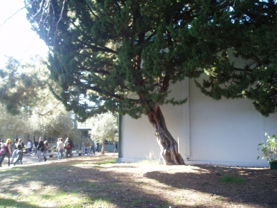Tree! Tree!