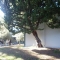 Tree!
