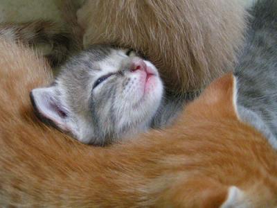 fofurafelinas.jpg