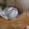 fofurafelinas.jpg