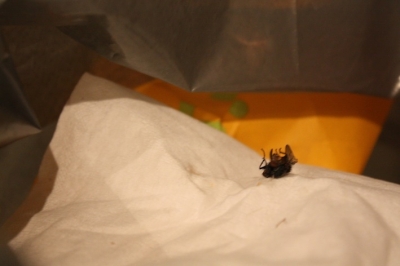 dead fly