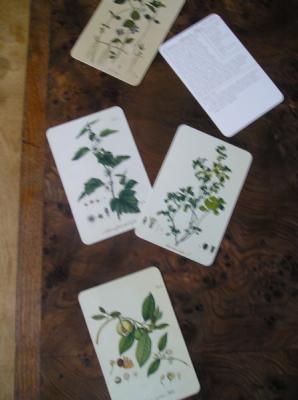 herb pics.jpg