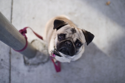 The first of millions of pugs that will overrun the streets of San Francisco