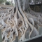 Tree roots.jpeg