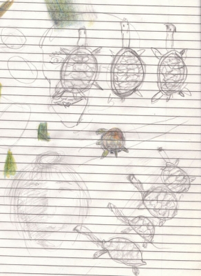 turtles.jpg