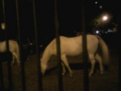 Random white horses we saw on the way.