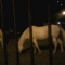 Random white horses we saw on the way.