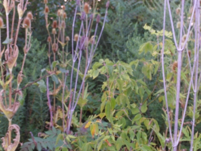 flora flora