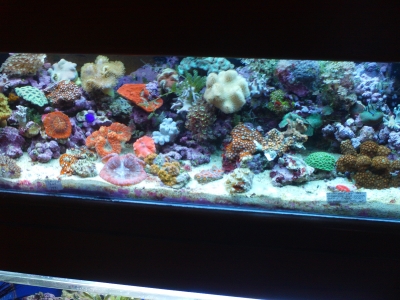 aquarium.JPG aquarium.JPG