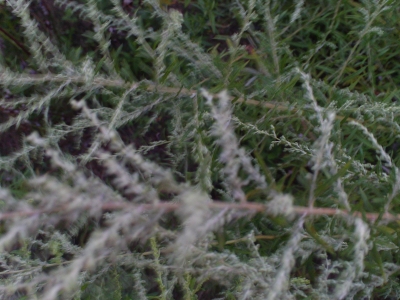 flora 2.JPG flora 2.JPG