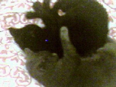 Markov and Guen