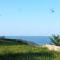 dragonflies at the point