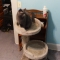 catbed/scratchpost