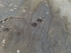 tracks