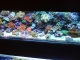 aquarium.JPG