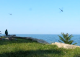 dragonflies at the point